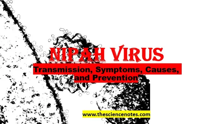 You are currently viewing ویروس نیپا: درک انتقال، علائم، علل و پیشگیری