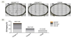 Read more about the article چگونه منبع مناسب سلول های CD34+ را برای تحقیق خود انتخاب کنید